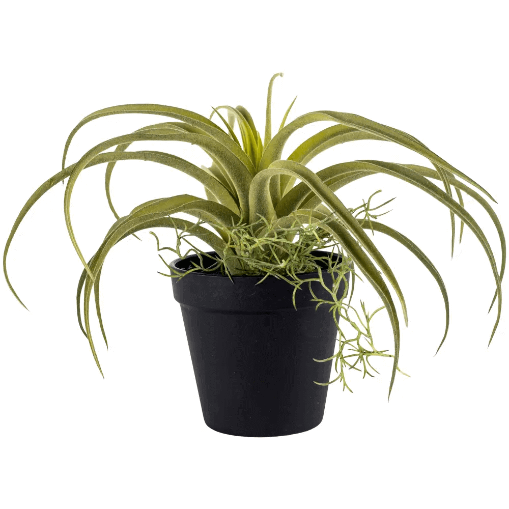 Grand Illusions Tillandsia in Pot